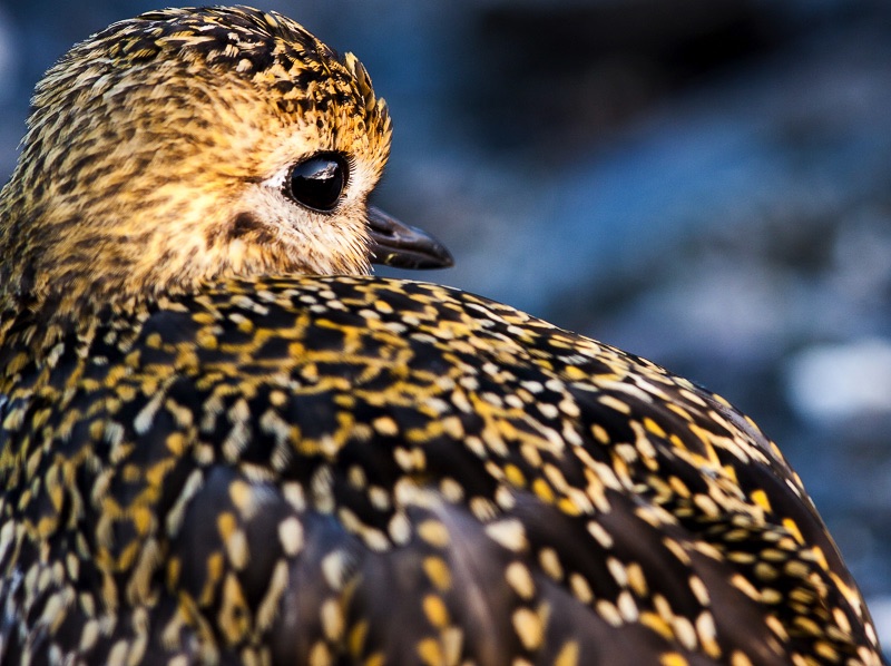 birds Lofoten